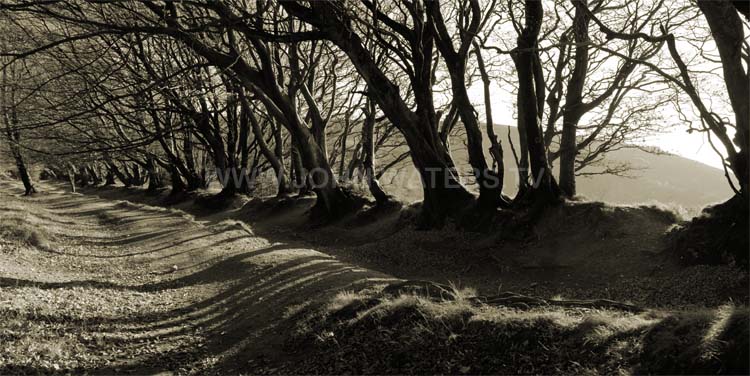 Ancient trackway on the Quantocks