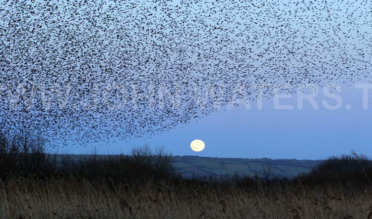 Starling roosting flock at full moon