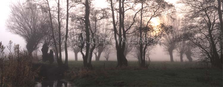 Somerset Levels, misty dawn