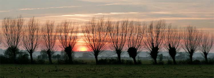 Willows on the Somerset Levels