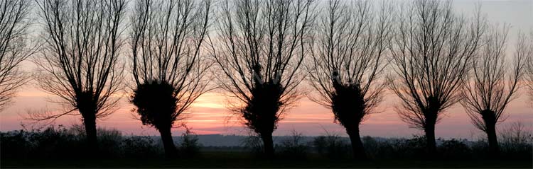 Willows on the Somerset Levels