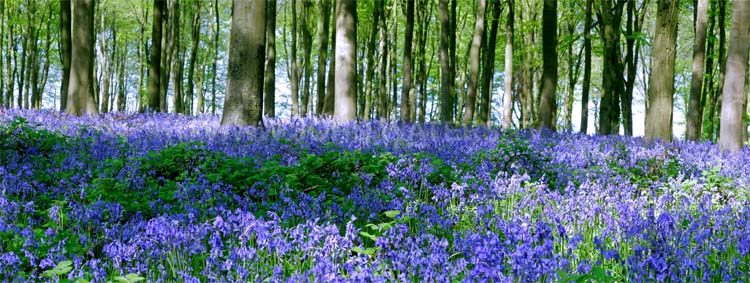 Bluebell wood