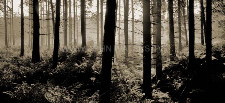 Conifers & ferns