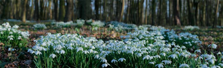 Snowdrops