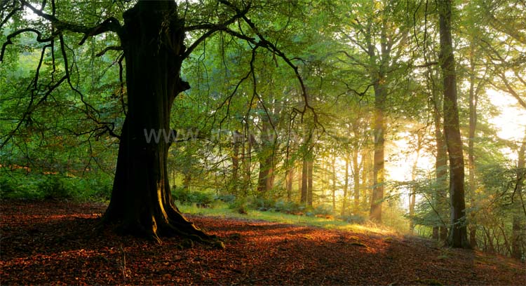Mendip beech wood, summer