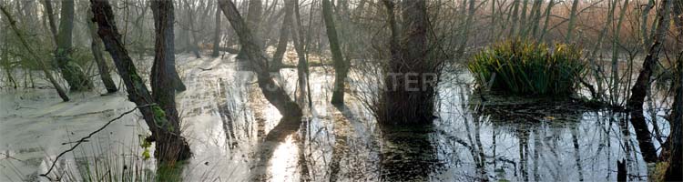 Swamp woodland, Somerset Levels