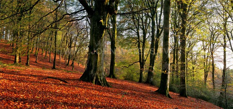Mendip beech wood, autumn