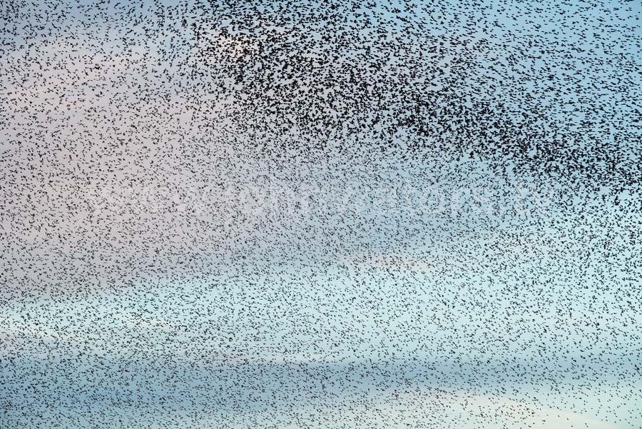 Starlings gathering to roost