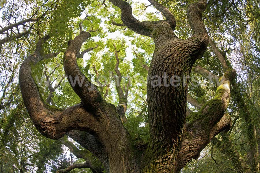 Tree of Life
