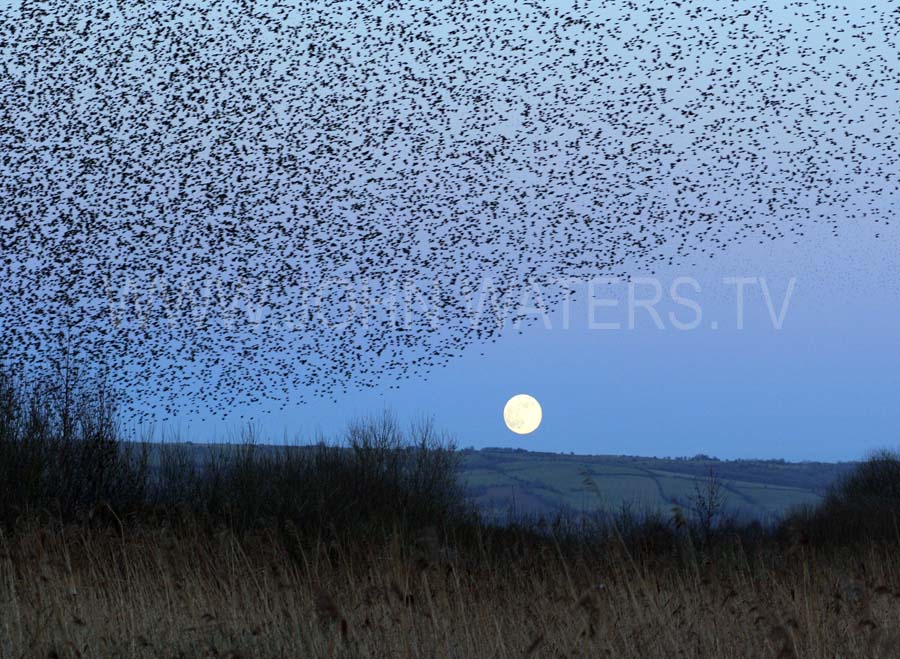 Starling roost at full moon