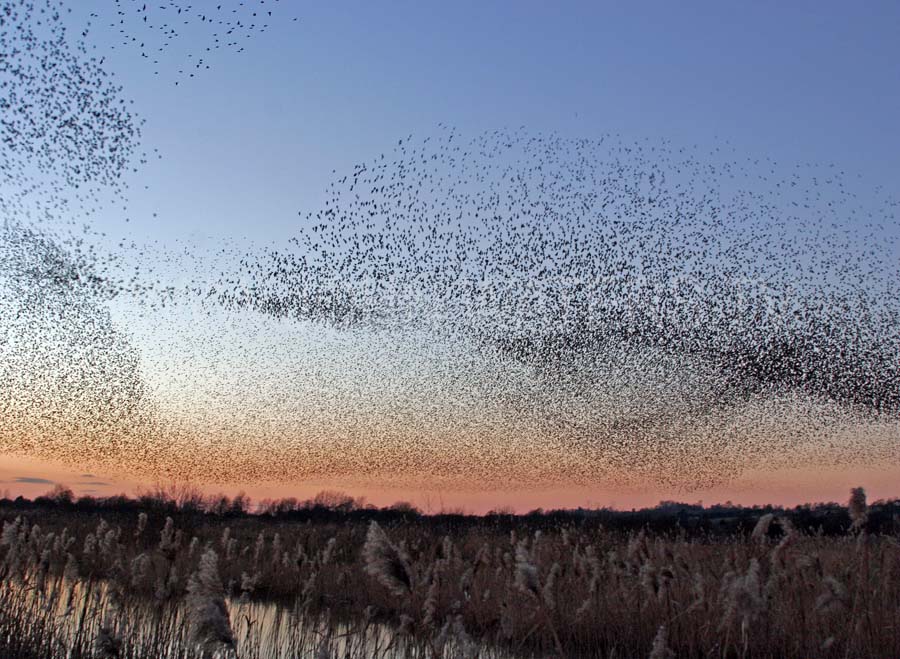 Starling roost at Westhay