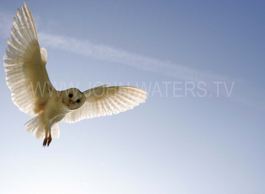 Barn Owl hovering