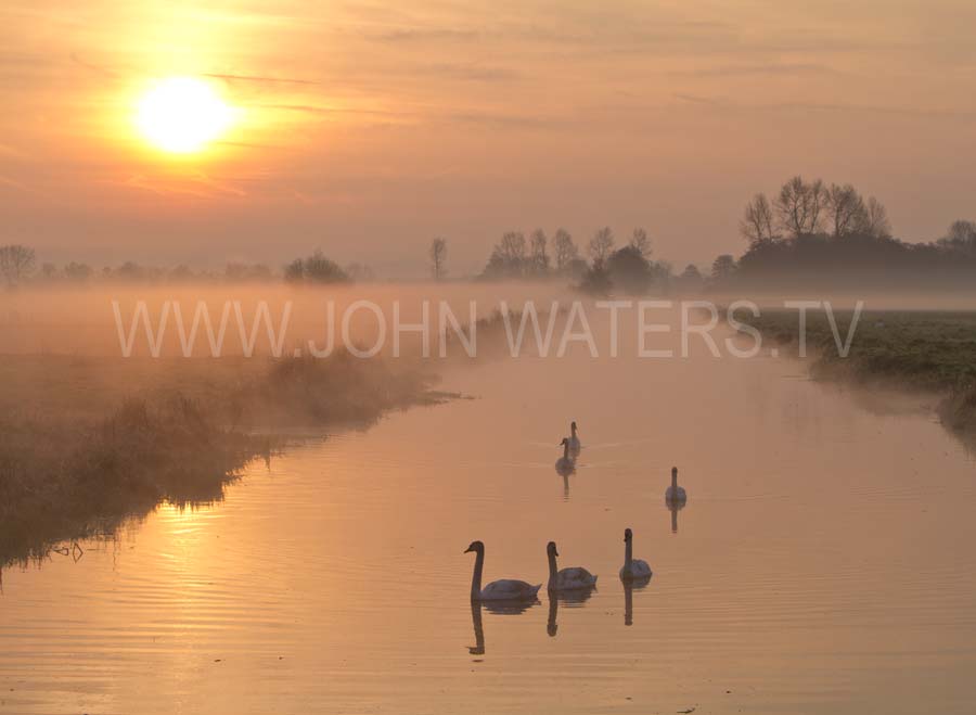 Swans at dawn
