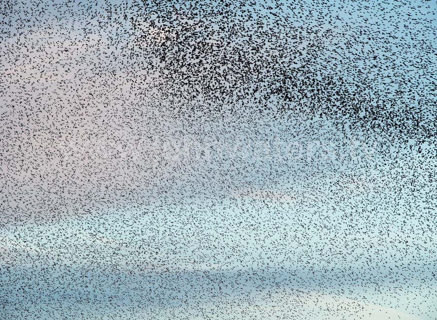 Starlings gathering to roost