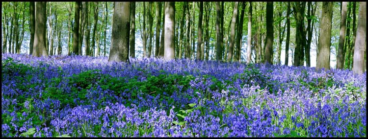 Bluebell wood