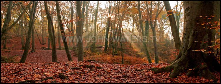 Autumn beechwood