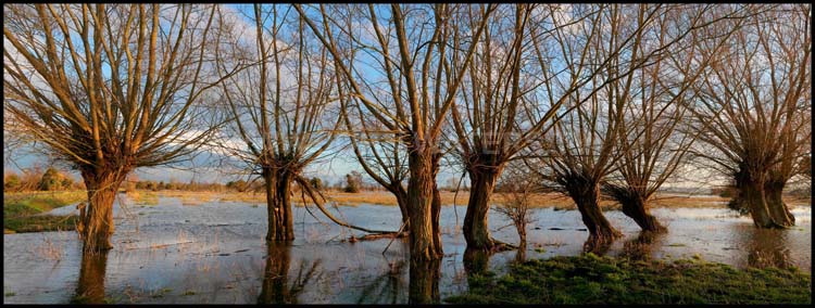 The Somerset Levels