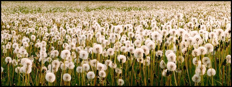 Dandelion clocks