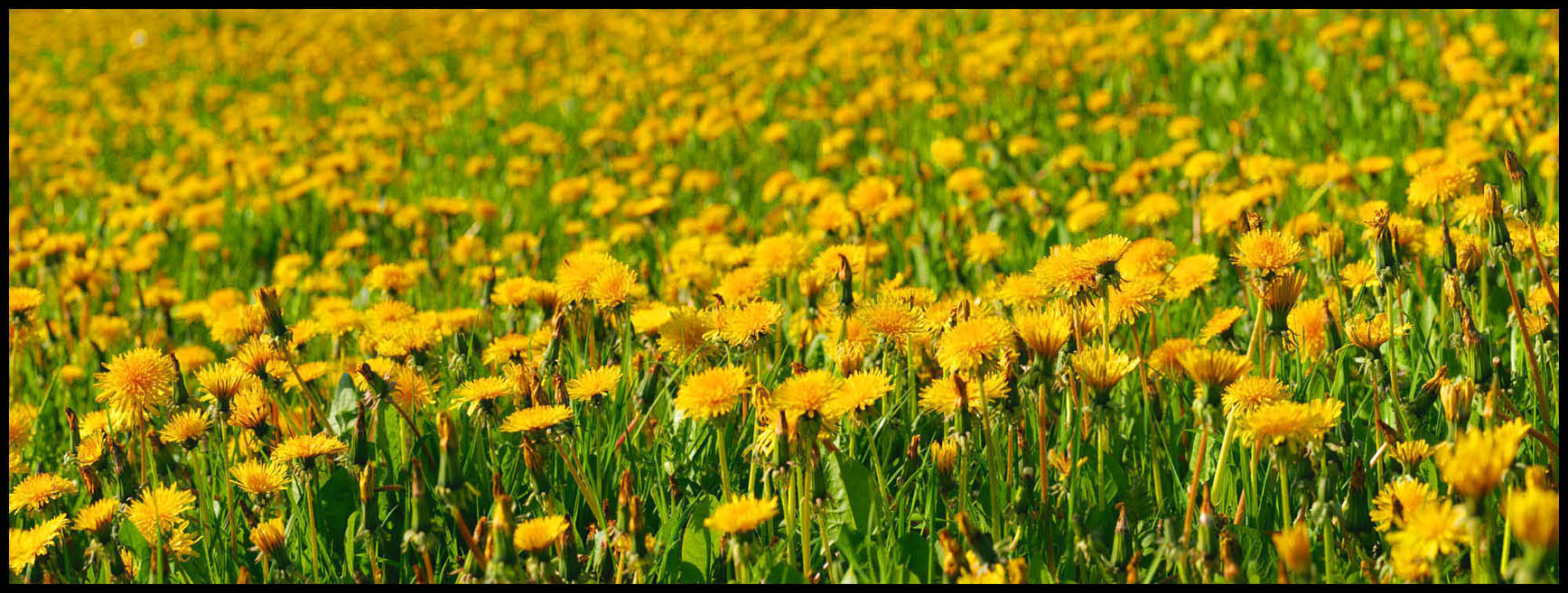 Dandelion meadow