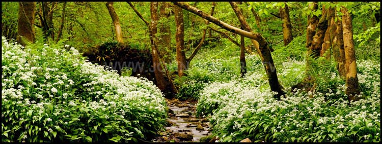 Spring woodland