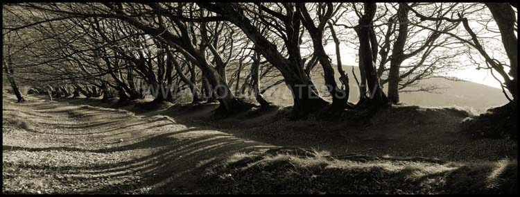 Ancient trackway on the Quantocks