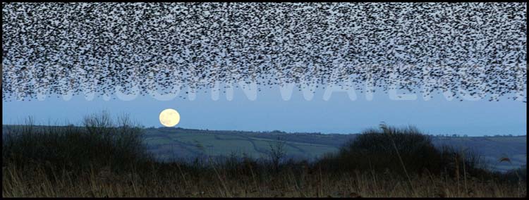 Starling roost at full moon