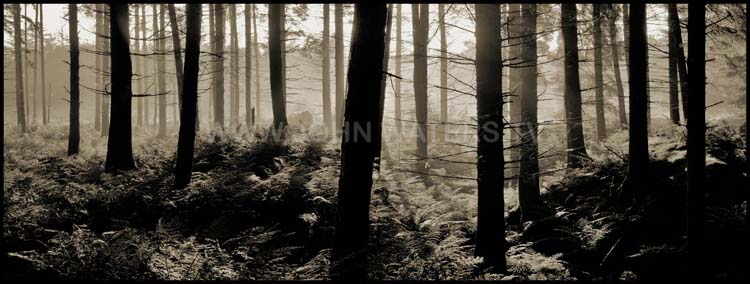 Conifers and ferns