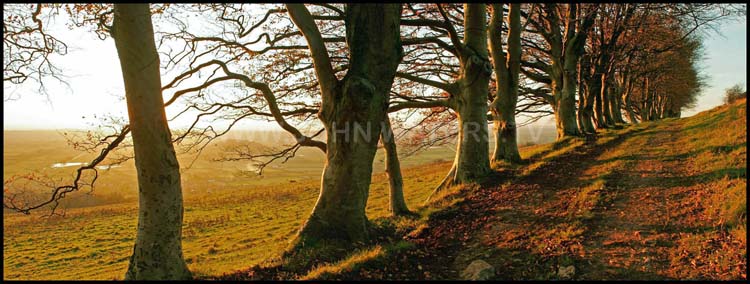 Mendip trackway