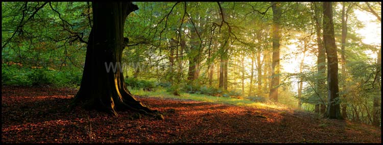 Forest dawn