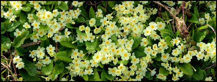Primrose bank