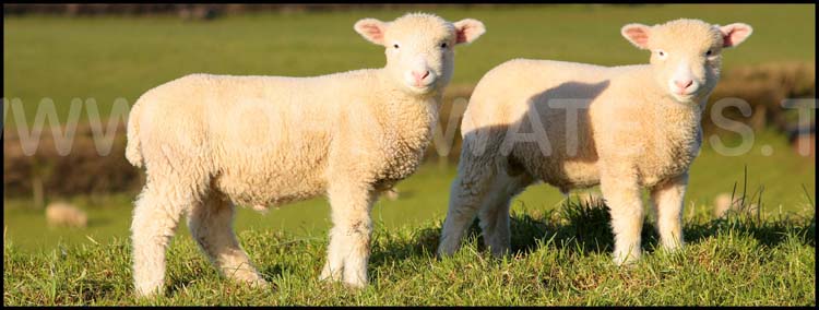Spring lambs