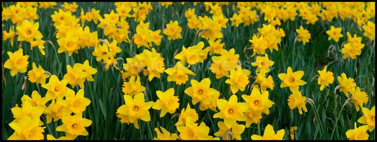 Daffodil time