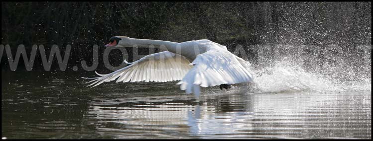 Swan take-off