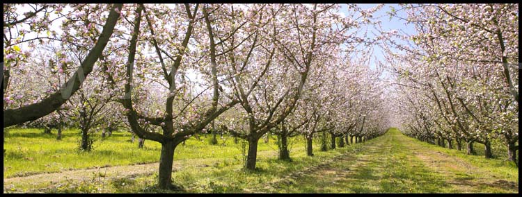 Cider blossom