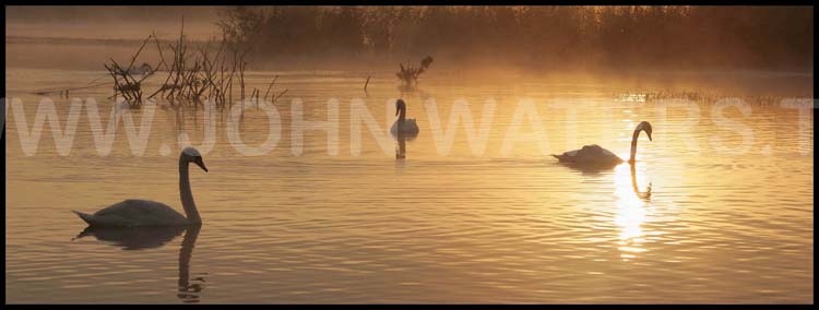 Swans at dawn