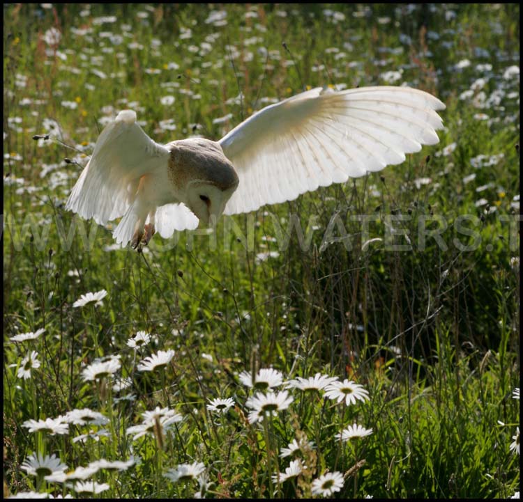 Barn Owl hunting