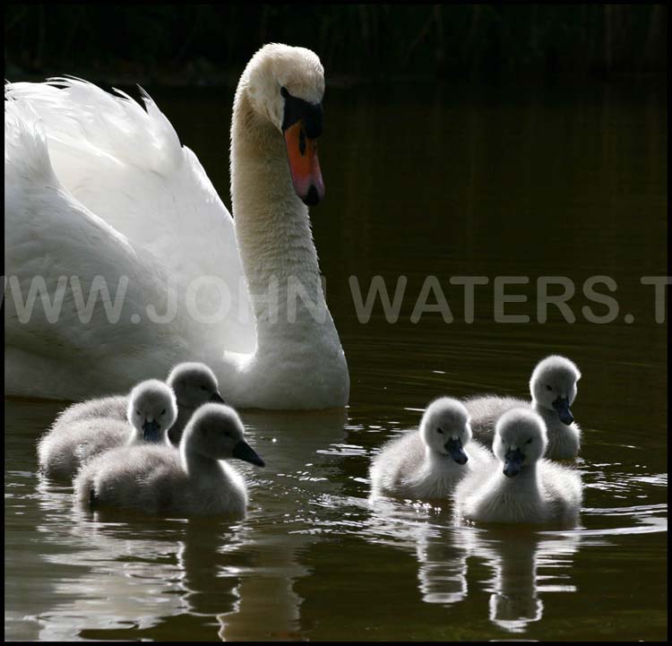 Swan and cygnets