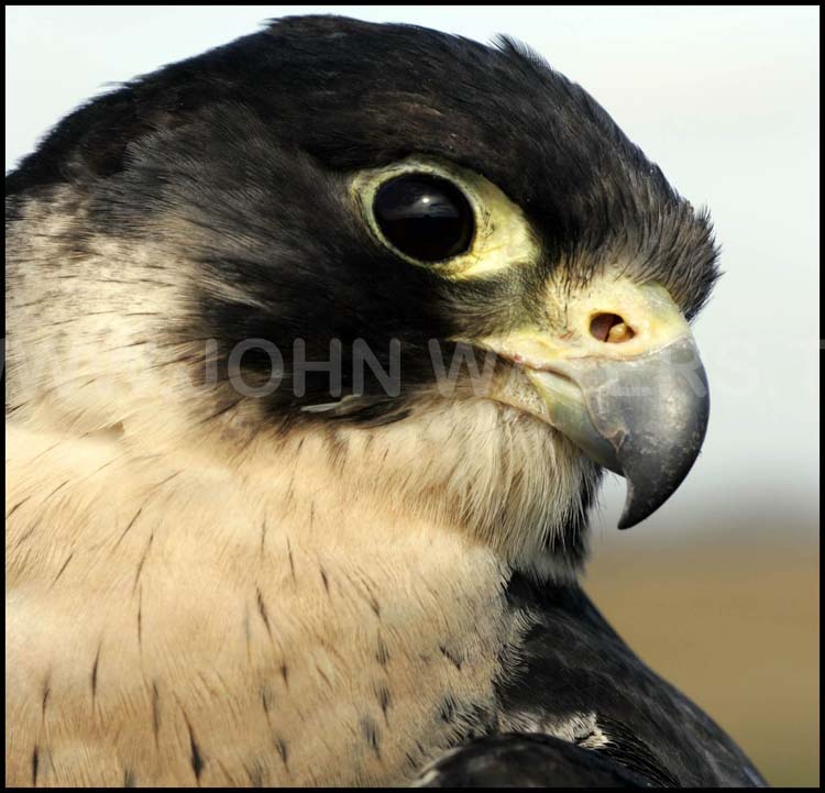 Peregrine falcon