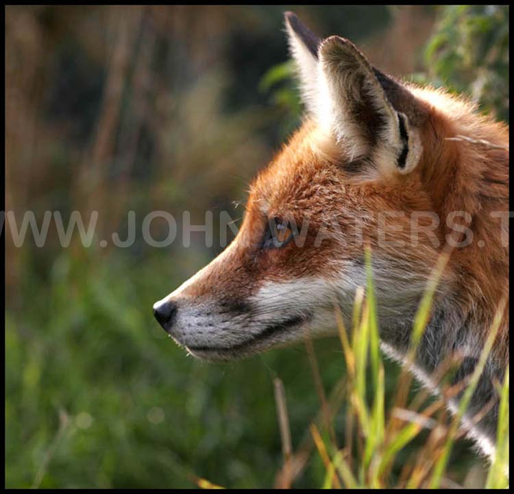 Red Fox
