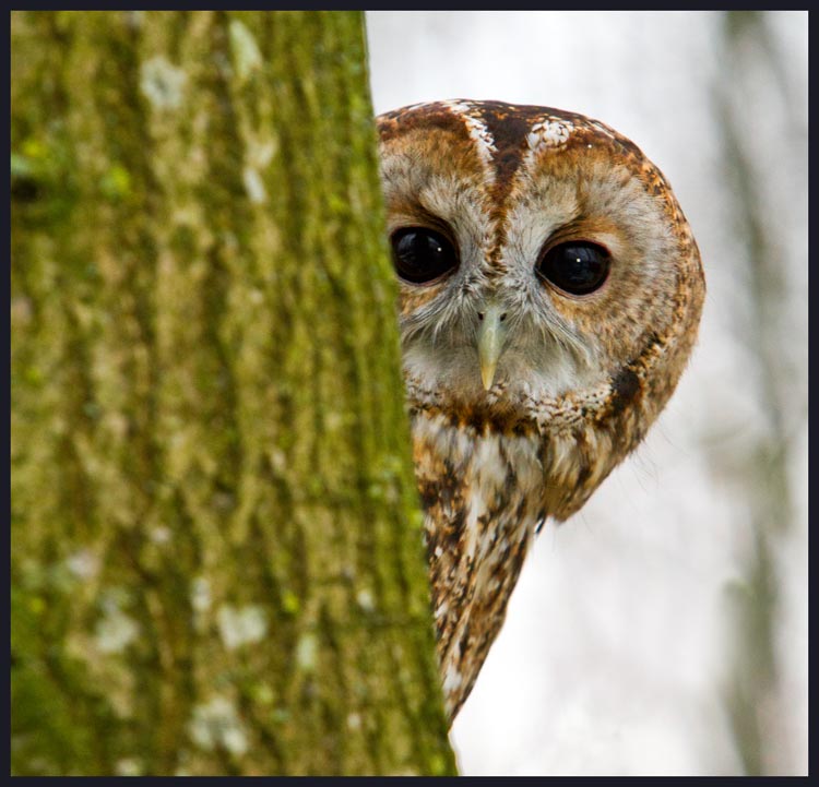 Tawny Owl
